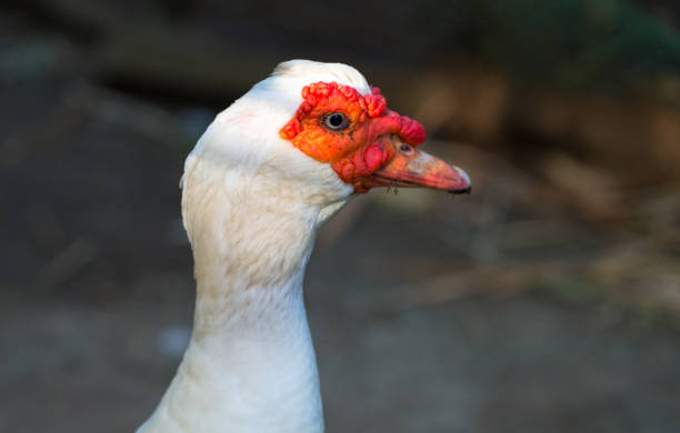istock Goose head closeup. Cute goose in red mask looking into camera 1135451570