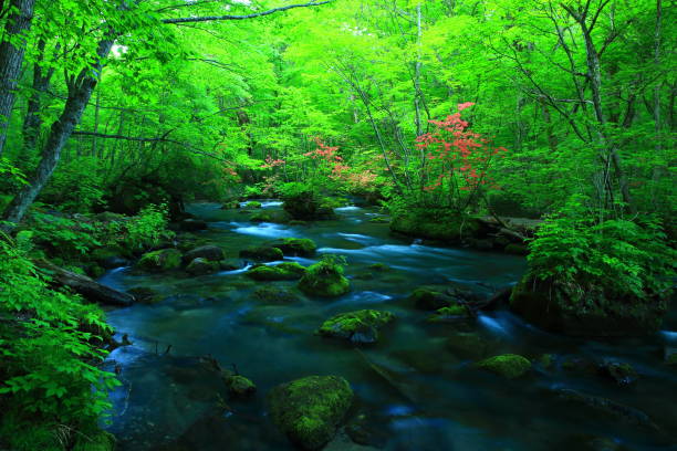 istock fresh green Oirase mountain stream 1135451612