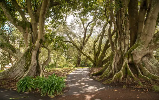 Photo of Beautiful environment in Albert park in the downtown of Auckland, New Zealand.