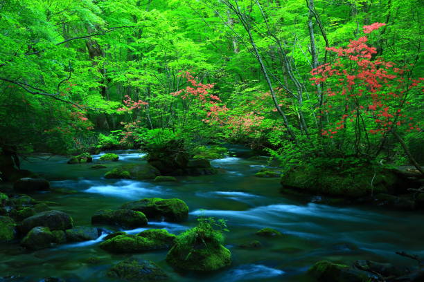 istock fresh green Oirase mountain stream 1135453489