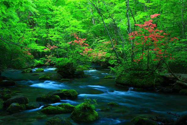 istock fresh green Oirase mountain stream 1135453669