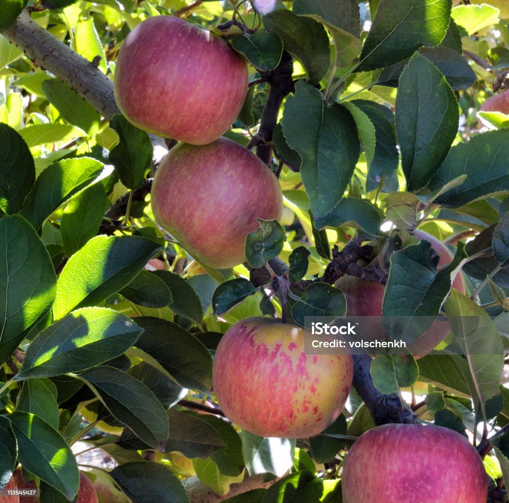 Maturo Albero di mele in - Foto stock royalty-free di Agricoltura