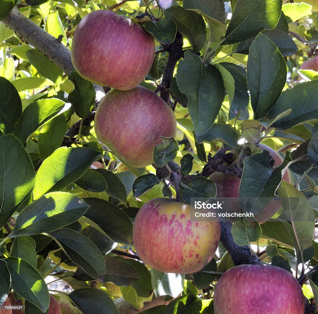 잘 익은 사과들 인 트리 - 로열티 프리 0명 스톡 사진