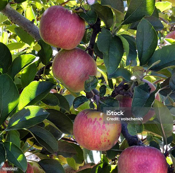 Спелые Яблоки На Дереве — стоковые фотографии и другие картинки Без людей - Без людей, Блестящий, Ветвь - часть растения