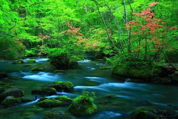 istock fresh green Oirase mountain stream 1135455294