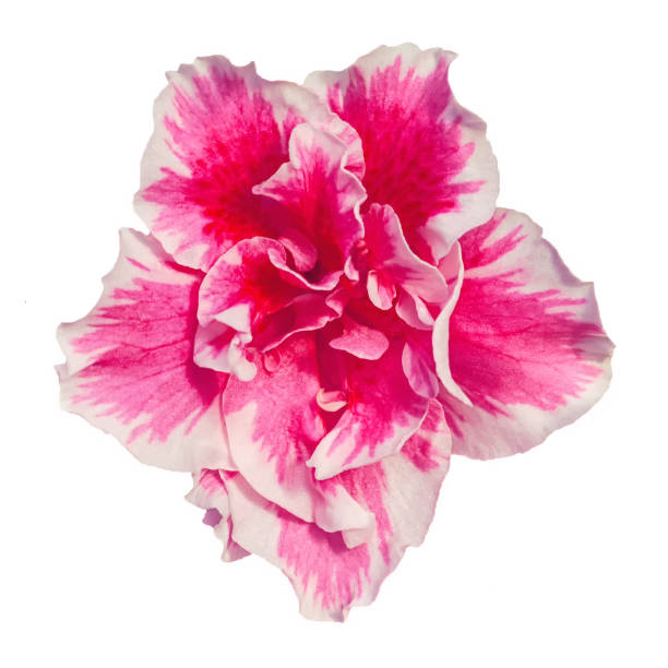 istock azalea flowers isolated on white background 1135456524