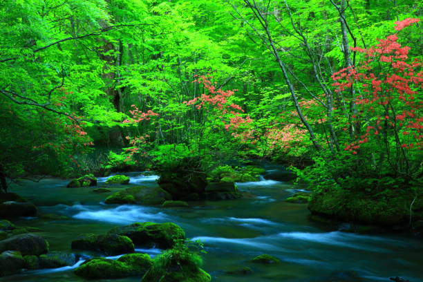 istock fresh green Oirase mountain stream 1135456638