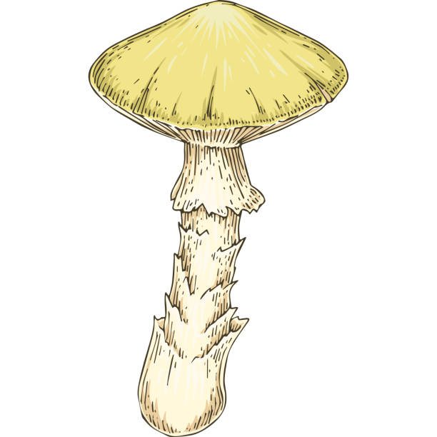 죽음의 컵 버섯 - 알광대버섯 stock illustrations