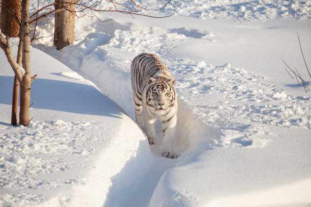 istock Wild white bengal tiger is walking on a white snow. 1135461840