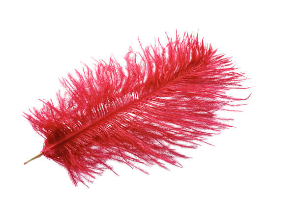 Red feather  boa stock pictures, royalty-free photos & images