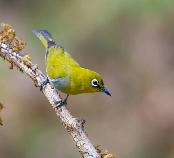 istock The Oriental White-Eye (Zosterops palpebrosus) perched on a branch 1135465557