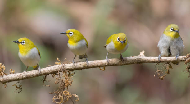 istock Four Oriental White-Eye (Zosterops palpebrosus) perched on a branch 1135465584
