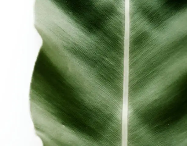 Closeup of birds nest fern leaf