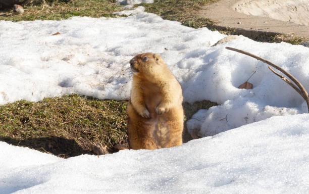 Bobak marmot. Bobak is a rodent inhabiting the steppes of Europe and Asia. Bobak is one of the largest squirrel. The color of the animal, sandy-yellow. The coat is short and soft. woodchuck photos stock pictures, royalty-free photos & images