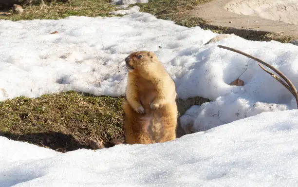 Bobak is a rodent inhabiting the steppes of Europe and Asia. Bobak is one of the largest squirrel. The color of the animal, sandy-yellow. The coat is short and soft.