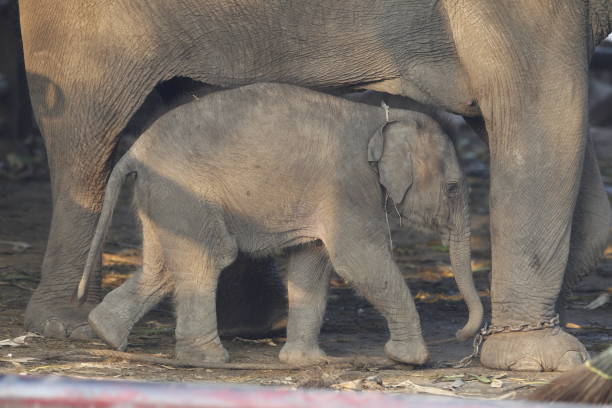 istock THAILAND NATIONAL ELEPHANT DAY/ 1135466833