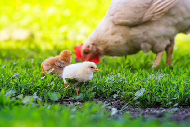 hen and little chickens, yellow, black and red walk on the lush green grass in the farm yard on a Sunny spring day hen and little fluffy chickens walk on the lush green grass in the farm yard on a Sunny spring day chickens in the poultry yard eating stock pictures, royalty-free photos & images