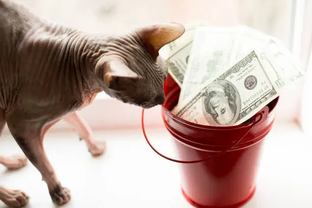 Dollar bills in red pail and gray cat on white window.light background. top view. a lot of money with sphynx