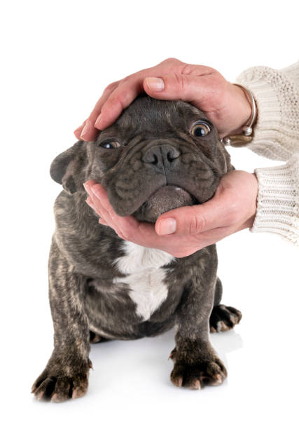 istock puppy french bulldog 1135470184