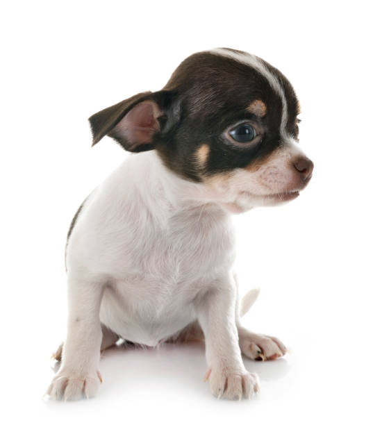 istock little chihuahua 1135470241