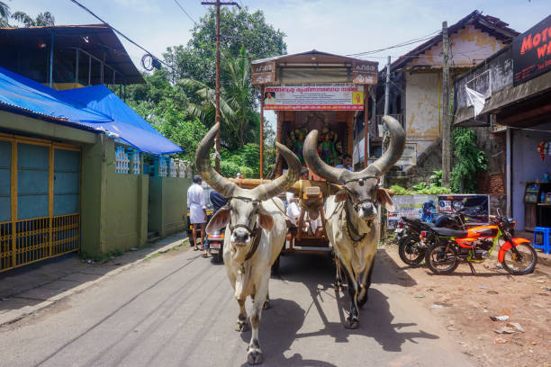 Vaishnavas conduct messenger activities and travel around India with the help of bulls and carts Kerala, India - August 2, 2017: Vaishnavas conduct messenger activities and travel around India with the help of bulls and carts. Every day they walk about 10 km, preach, sing songs and help people. bullock cart india stock pictures, royalty-free photos & images