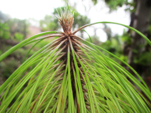 istock Green Leaves and plants, Beautiful nature 1135471286