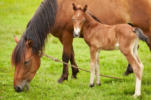 istock horse and foal on pasture meadow 1135471329