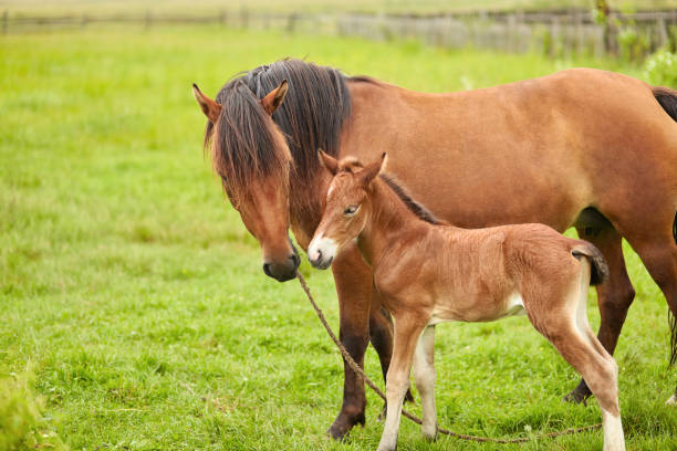 istock horse and foal on pasture meadow 1135471332