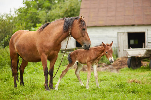 istock horse and foal on pasture meadow 1135471358