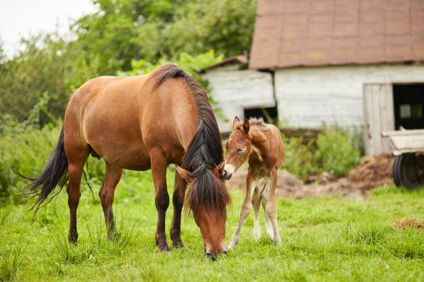 istock horse and foal on pasture meadow 1135471372