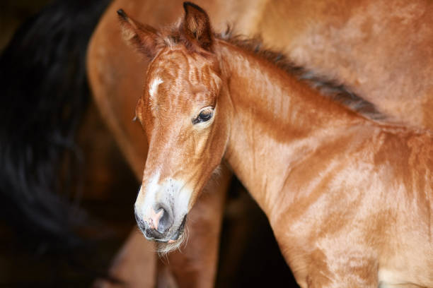 istock horse and foal on pasture meadow 1135471401