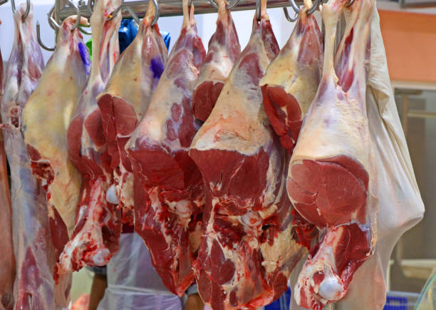 schlachthaus mit gehängten tierfleisch - dead animal butcher meat sheep stock-fotos und bilder