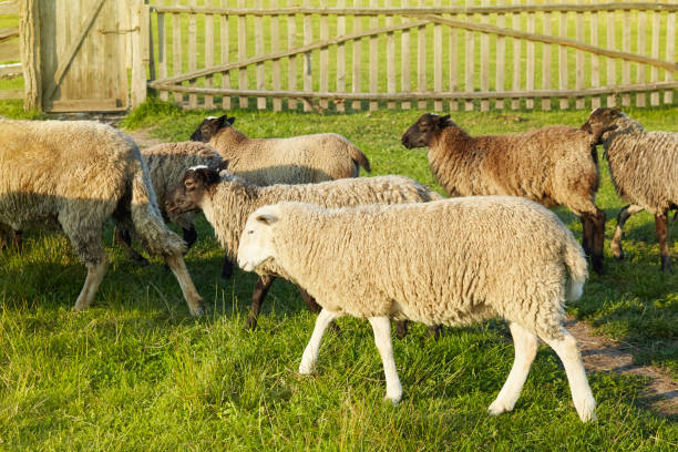 istock Flock of sheep 1135471447