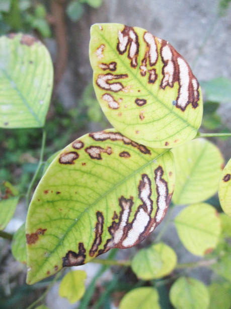 istock Green Leaves and plants, Beautiful nature 1135473725