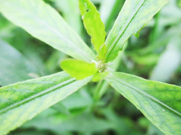 istock Green Leaves and plants, Beautiful nature 1135473838