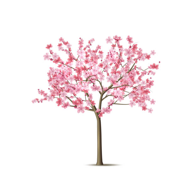 ピンクの花びらとベクトル現実的な桜の木 - sakura petal vector east点のイラスト素材／クリップアート素材／マンガ素材／アイコン素材
