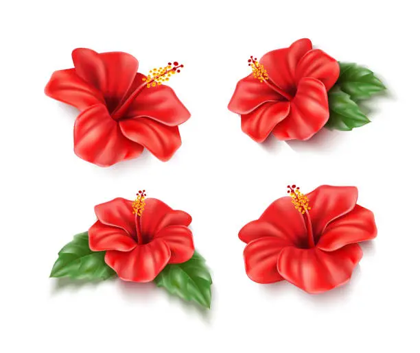 Vector illustration of Vector red hibiscus realistic tropical flower set