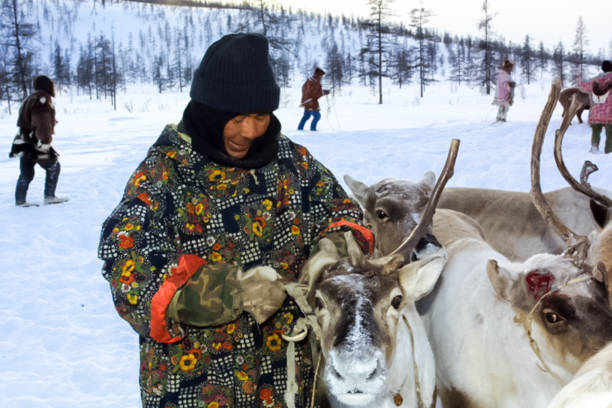 pasturas para pastar una manada de renos. reno en chukotka, cultivo de chukchi. - rocky mountian fotografías e imágenes de stock