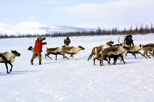 Bilibino, Russia - January 23, 2015: Pasture for grazing a herd of reindeer. Reindeer in Chukotka, Chukchi farming.