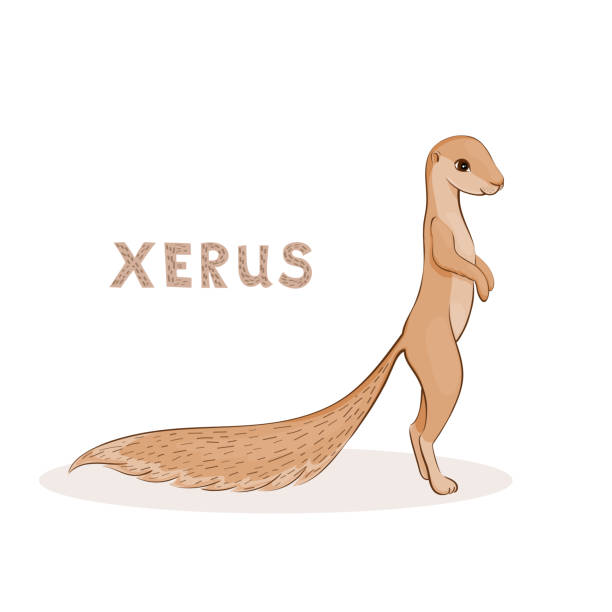 Cartoon xerus, cute character for children. Animal alphabet. Vector illustration, a cartoon cute xerus, isolated on a white background. Animal alphabet. african ground squirrel stock illustrations