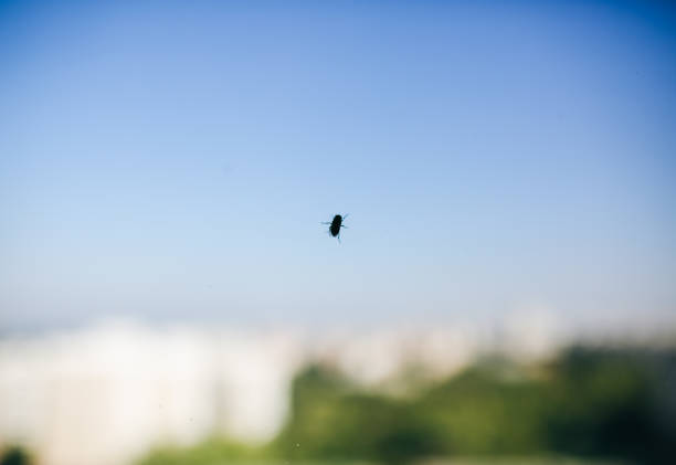 Fly sitting on the window. Natural insect photo.