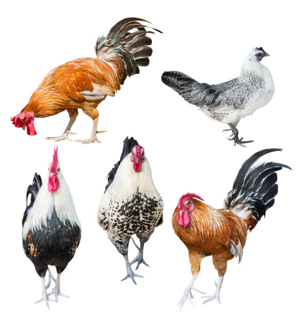 istock four roosters and one chicken on white 1135477850