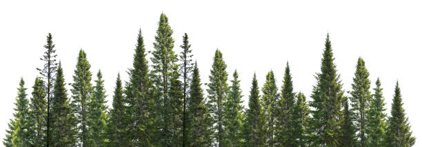 istock dark green straight pine trees on white 1135477881