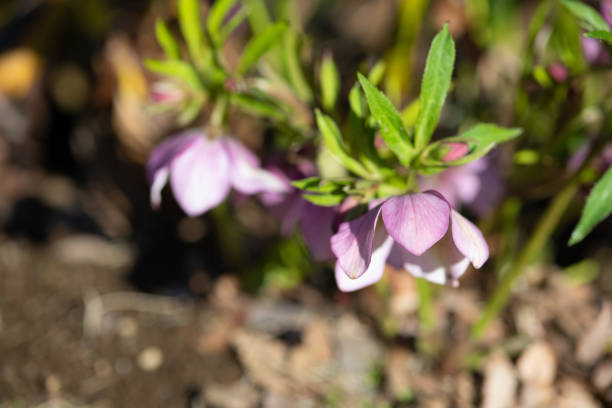 purple christmas rose