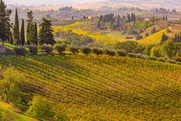 istock tuscany landscape with vineyards, cypress trees 1135479009