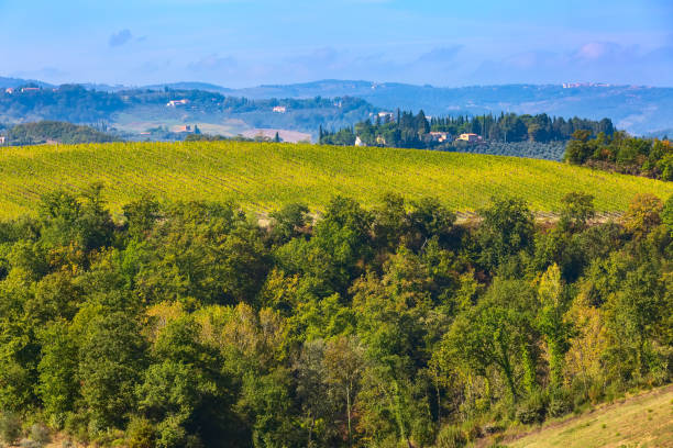 istock tuscany landscape with vineyards rows 1135479277