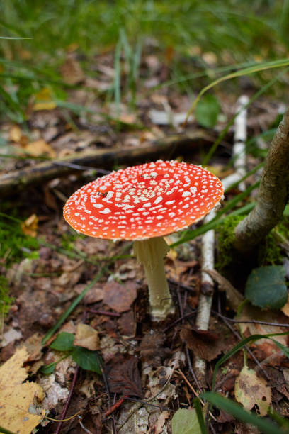 mouche agaric ou mouche amanita - mushroom fly agaric mushroom photograph toadstool photos et images de collection