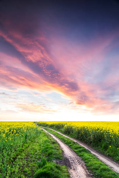 istock Field of rape with spectacular sky 1135481618