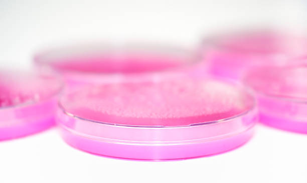Pink petri dishes stock photo