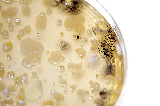 Microorganisms on a plate  yeast cells stock pictures, royalty-free photos & images